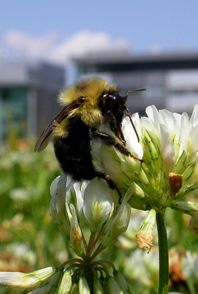 Bumble Bee